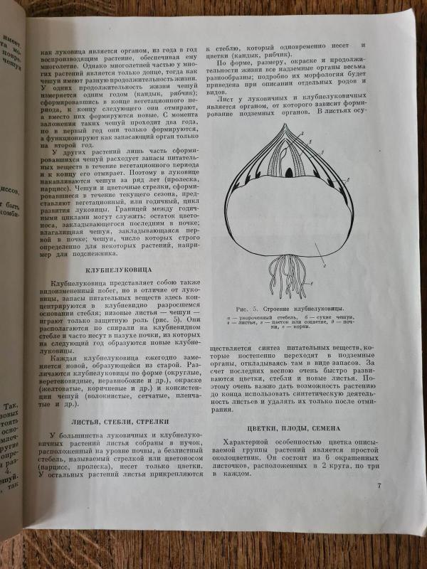 Луковичные и клубнелуковичные растения для открытого грунта - З. Т. Артюшенко, knyga 4