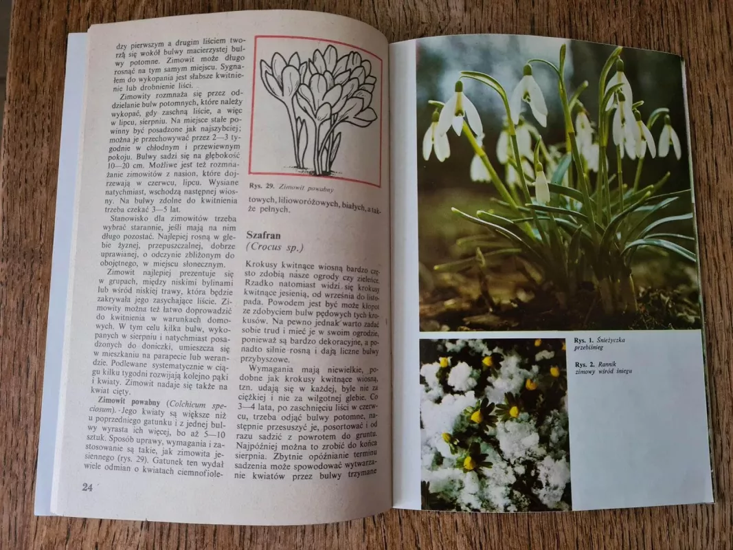 Mało znane ozdobne rośliny cebulowe i bulwiaste: błonczatka, tygrysówka - Maria Piskornik, knyga 5