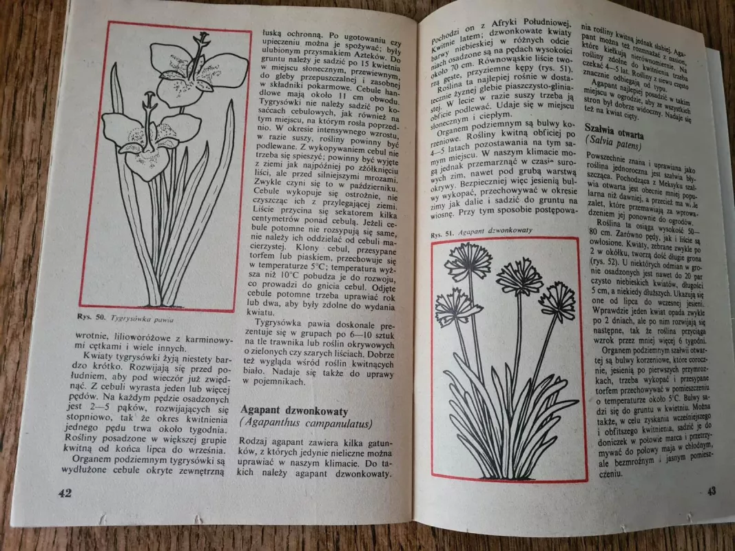 Mało znane ozdobne rośliny cebulowe i bulwiaste: błonczatka, tygrysówka - Maria Piskornik, knyga 4