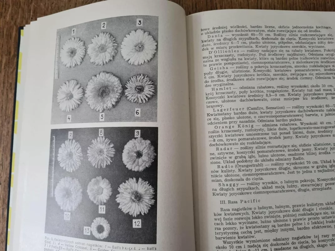 Produkcja nasion roślin ozdobnych - Autorių Kolektyvas, knyga 5
