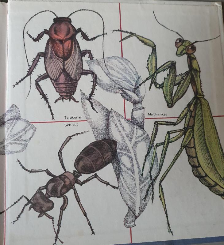 Šešiakojai - Gediminas Isokas, knyga 2