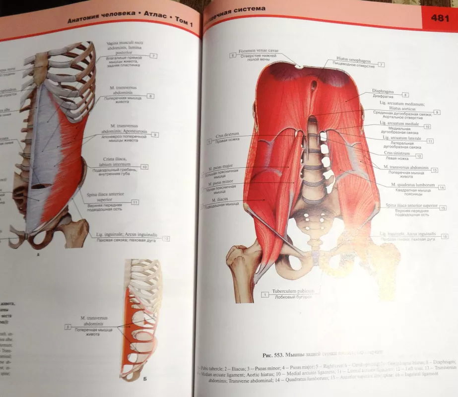 Žmogaus anatomija, 1 tomas, Osteologija, sindesmologija, myologija - Габриэль Билич, knyga 5