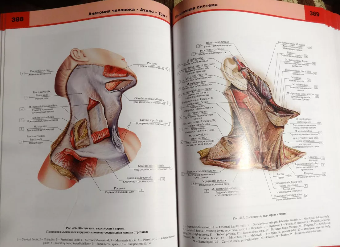 Žmogaus anatomija, 1 tomas, Osteologija, sindesmologija, myologija - Габриэль Билич, knyga 4