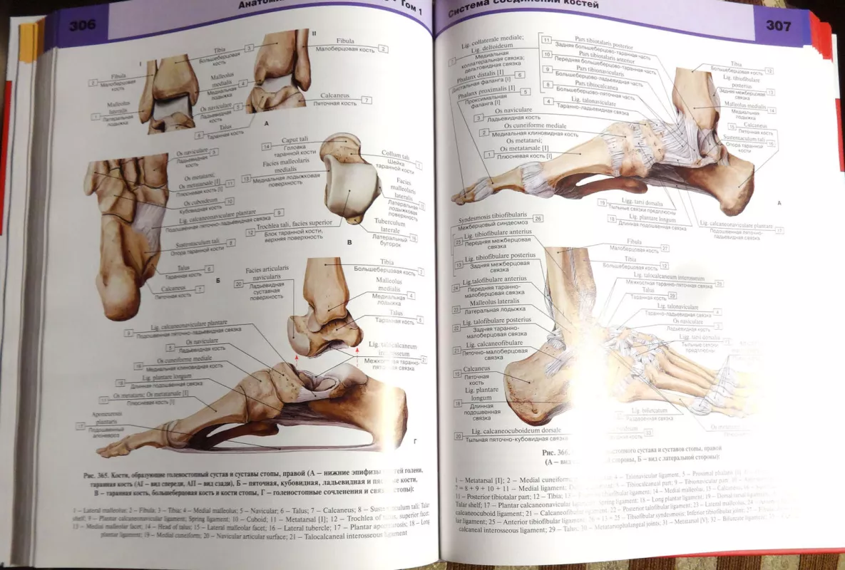 Žmogaus anatomija, 1 tomas, Osteologija, sindesmologija, myologija - Габриэль Билич, knyga 3