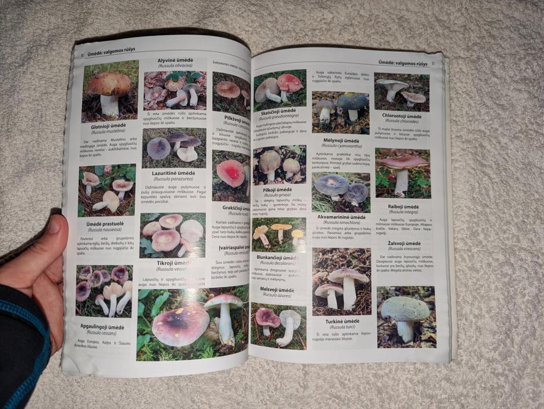 Viskas apie valgomuosius grybus - Autorių Kolektyvas, knyga 4