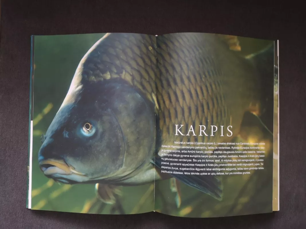 Žuvys ir žūklė Lietuvoje - Autorių Kolektyvas, knyga