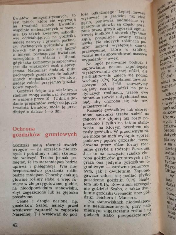 Goździki w ogródku. Rabatowe, skalne - Kazimierz Mynett, knyga 5