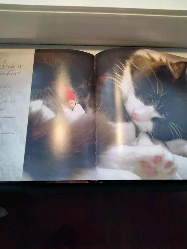 Mažieji draugai - Sandrine Rabouan, Jean-Baptiste  Rabouan, Jean-Louis  Fetjaine, knyga 2