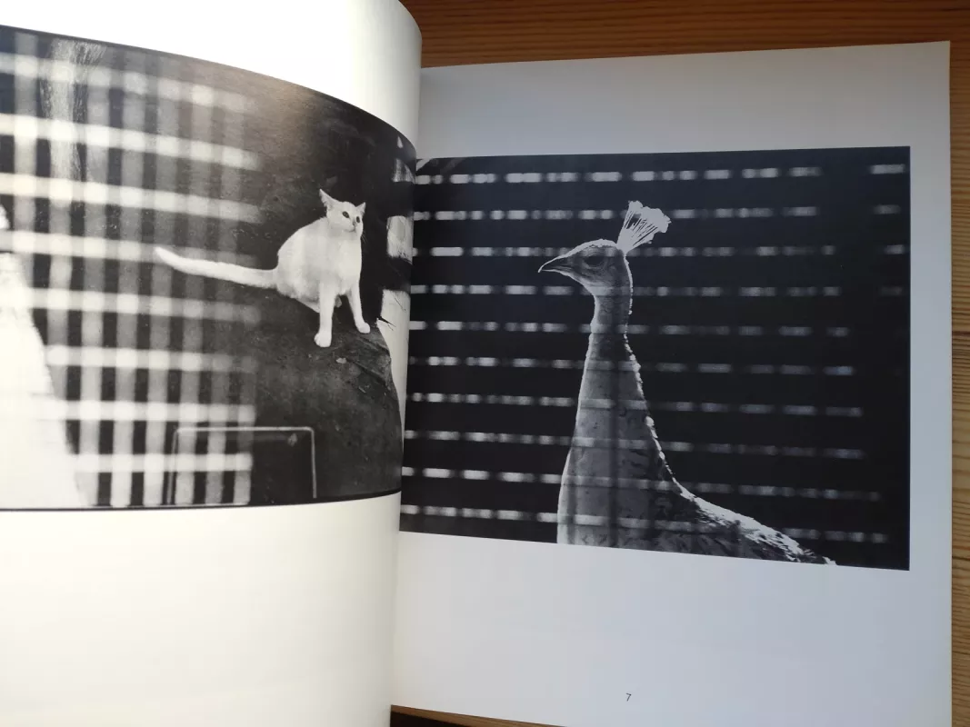 Caged-in: A photo essay - Algimantas Kezys, knyga 4