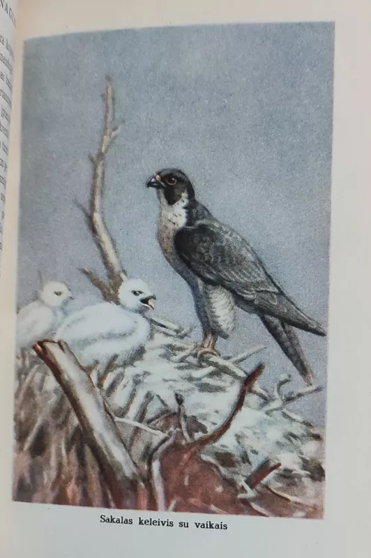 Apie žvėris ir paukščius - Tadas Ivanauskas, knyga 3