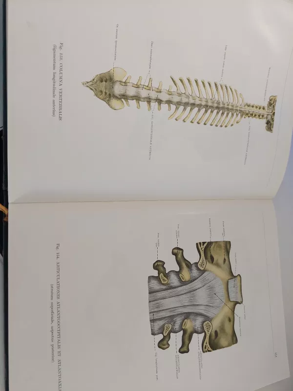 Anatomijos atlasas I tomas - Autorių Kolektyvas, knyga 5