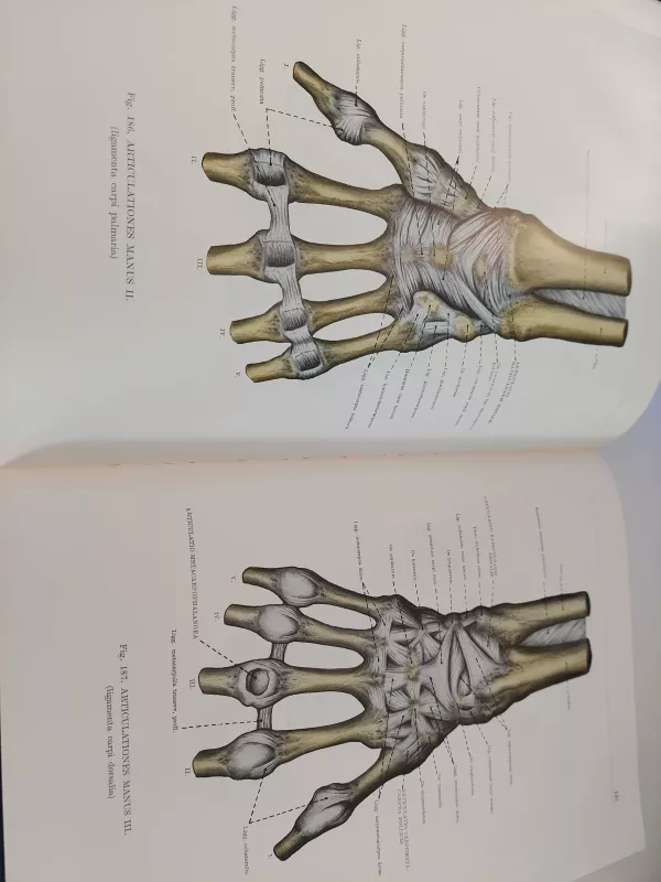 Anatomijos atlasas I tomas - Autorių Kolektyvas, knyga 6