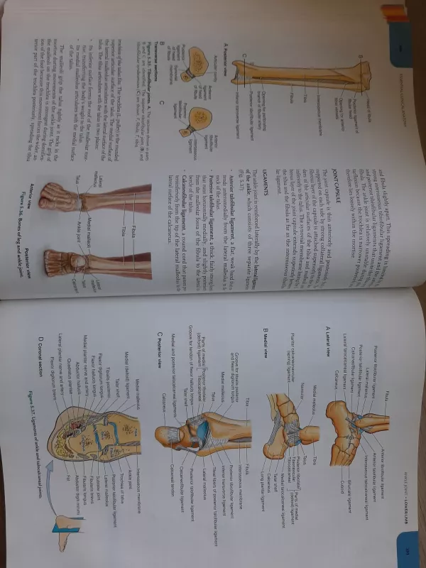 Essential clinical anatomy - Moore Keith L., knyga 5