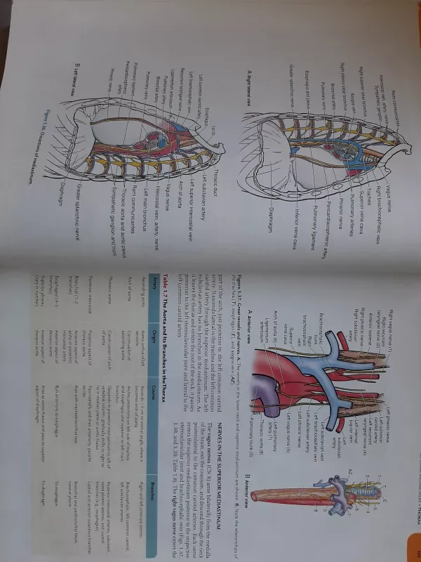 Essential clinical anatomy - Moore Keith L., knyga 4