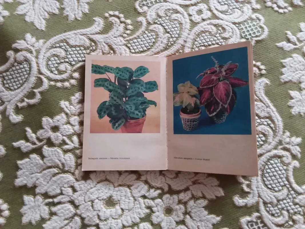Kambarinės lapinės gėlės - A. Lučinskienė, knyga 3