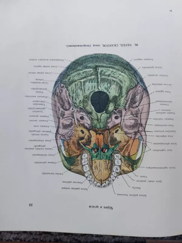 Атлас анатомии человека. В 3 томах (комплект) - Рафаил Давыдович Синельников, knyga 4