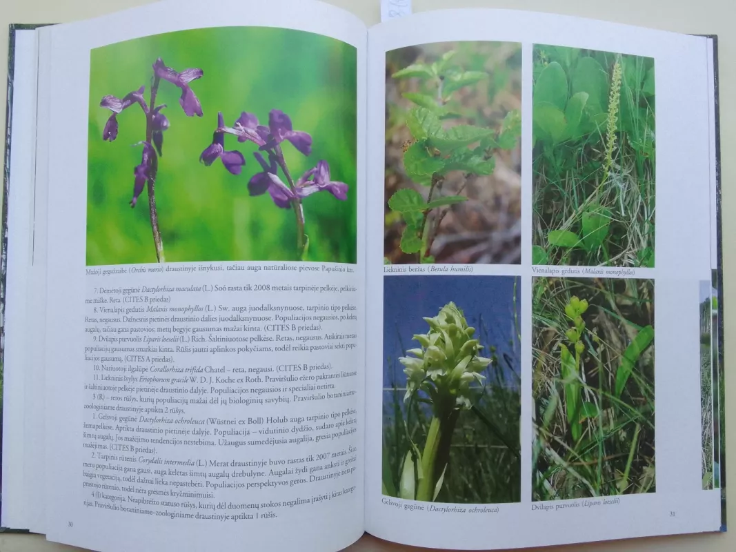 Praviršulis - Daiva Šeškauskaitė, knyga 5