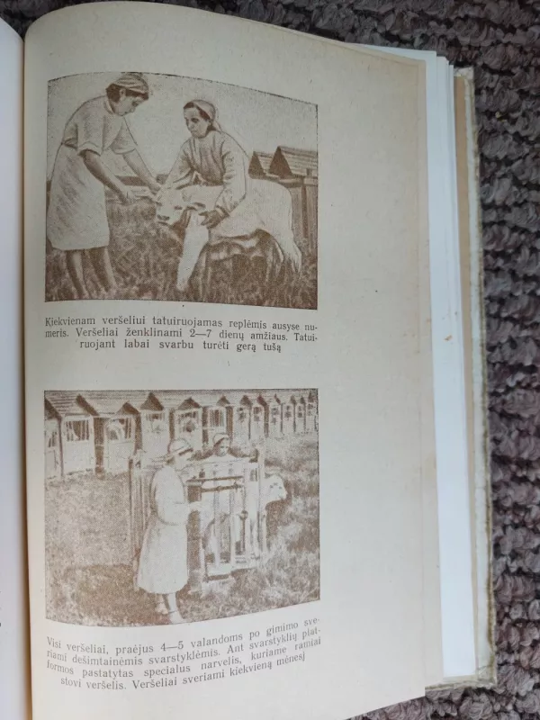 Kaip buvo sukurta rekordinė Karavajevo banda - S. I. Šteimanas, knyga 5