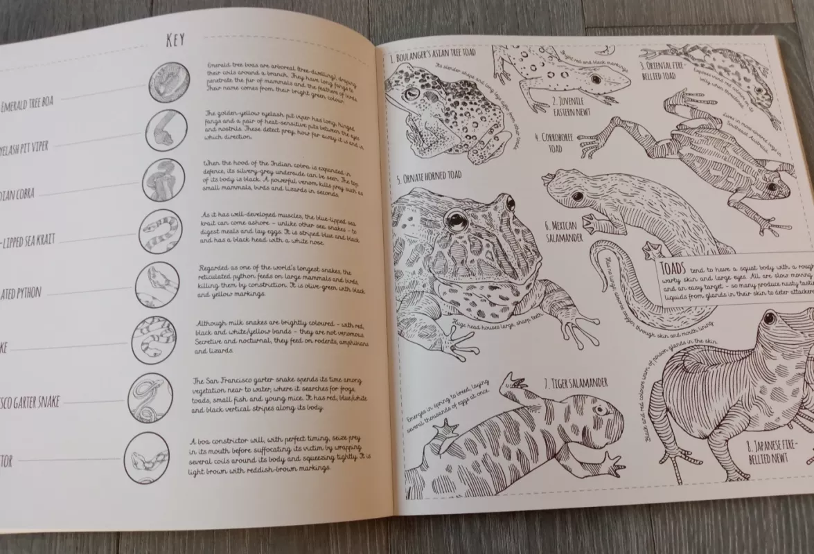 Field Guide: Creatures Great and Small - Lucy Engelman, knyga 3