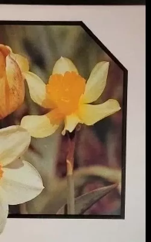 Нарциссы. Тюльпаны - А. Марков, knyga