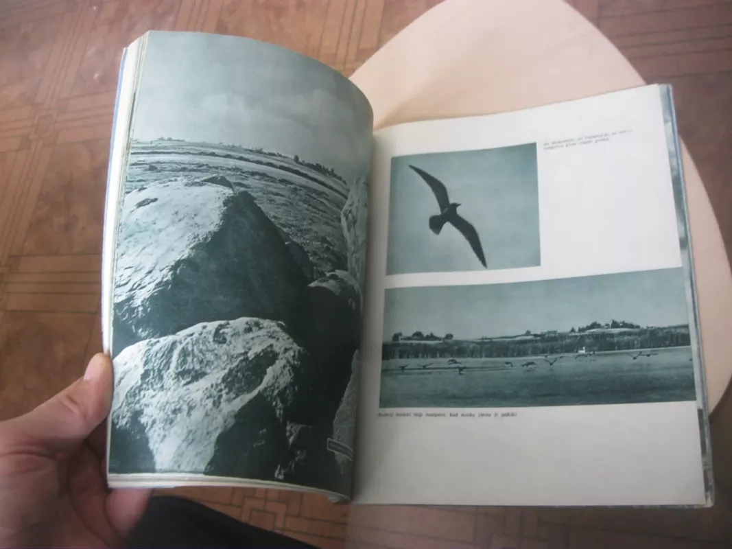 Žuvintas - T. Ivanauskas, ir kiti , knyga 5