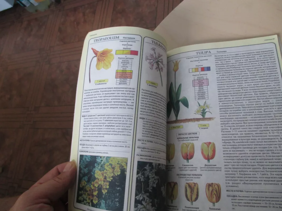 Все о луковичных растениях - Д. Г. Хессайон, knyga 5