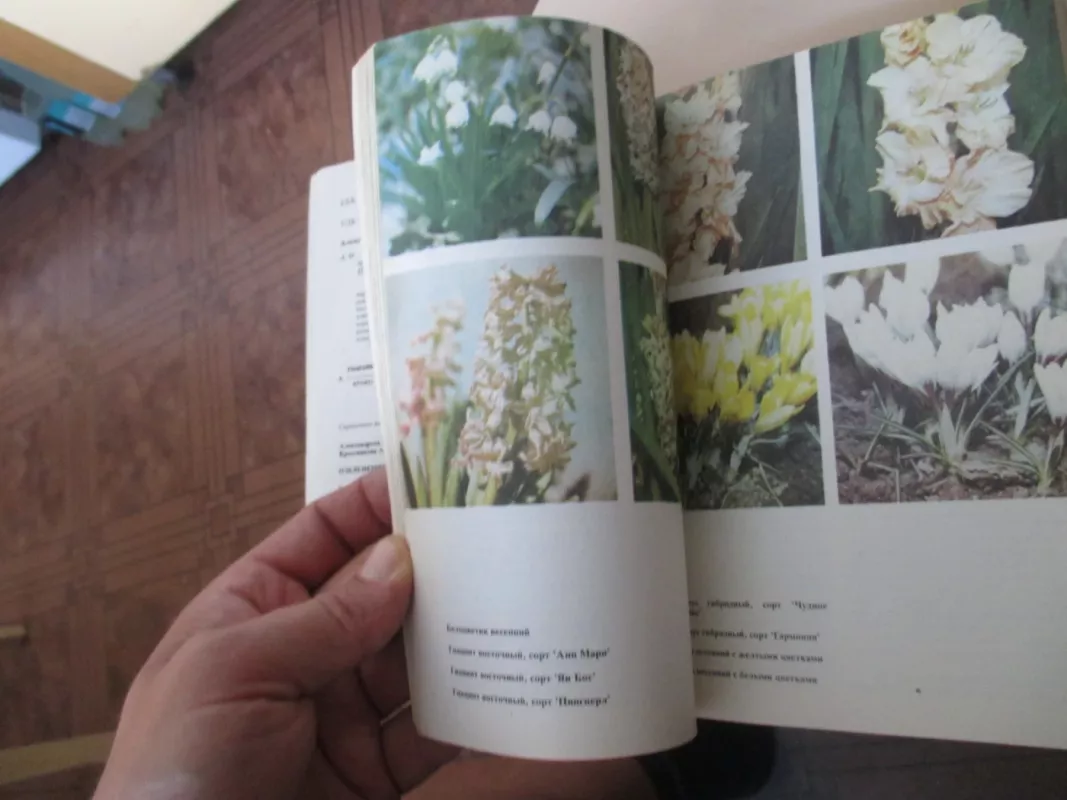 Озеленение балконов - Сироцинская Т. К. , Сыроватская Л. С. , Зыкова Т. А. и др., knyga 5