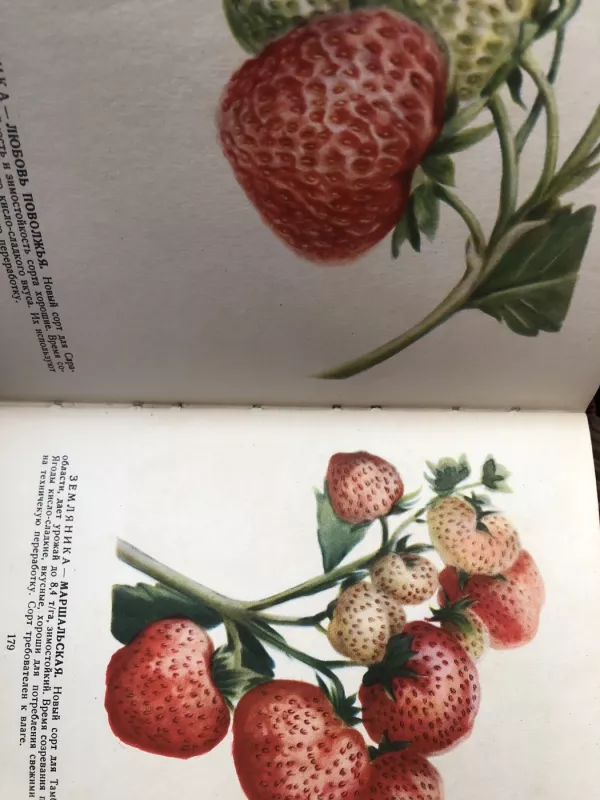 Лучшие сорта плодово-ягодных культур - Солопова Г.П, knyga 4