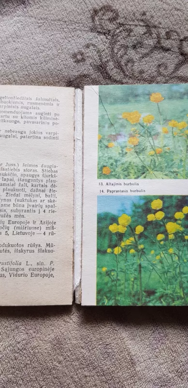 Ankstyvosios daugiametės gėlės - Danutė-Jadvyga Dainauskaitė, Jonas  Vaidelys, knyga 4