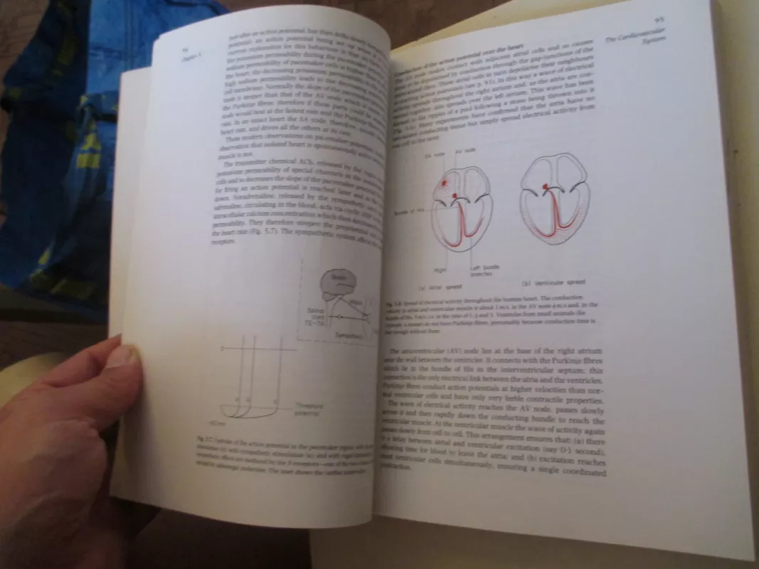 Essentials of physiology - J.F. Lamb, knyga 5
