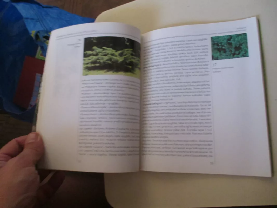 Spygliuočiai sodybose - Mindaugas Navasaitis, knyga 4