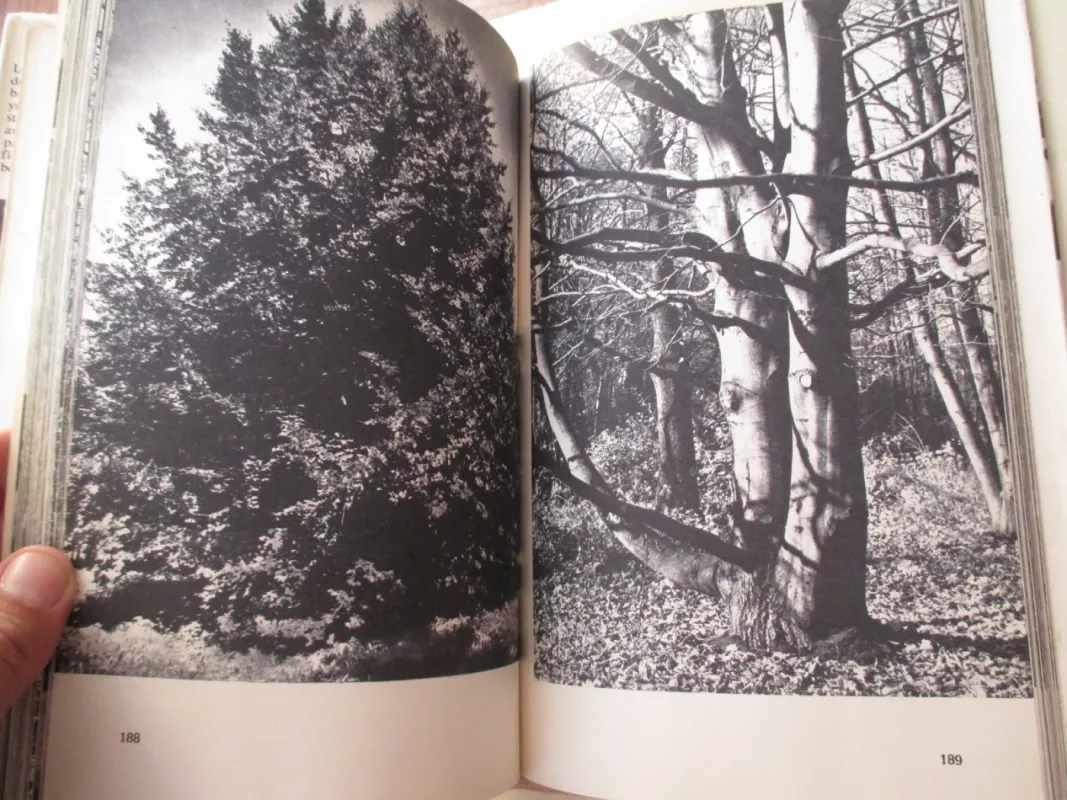 Lietuvos medžiai - Algirdas Navasaitis, knyga 4