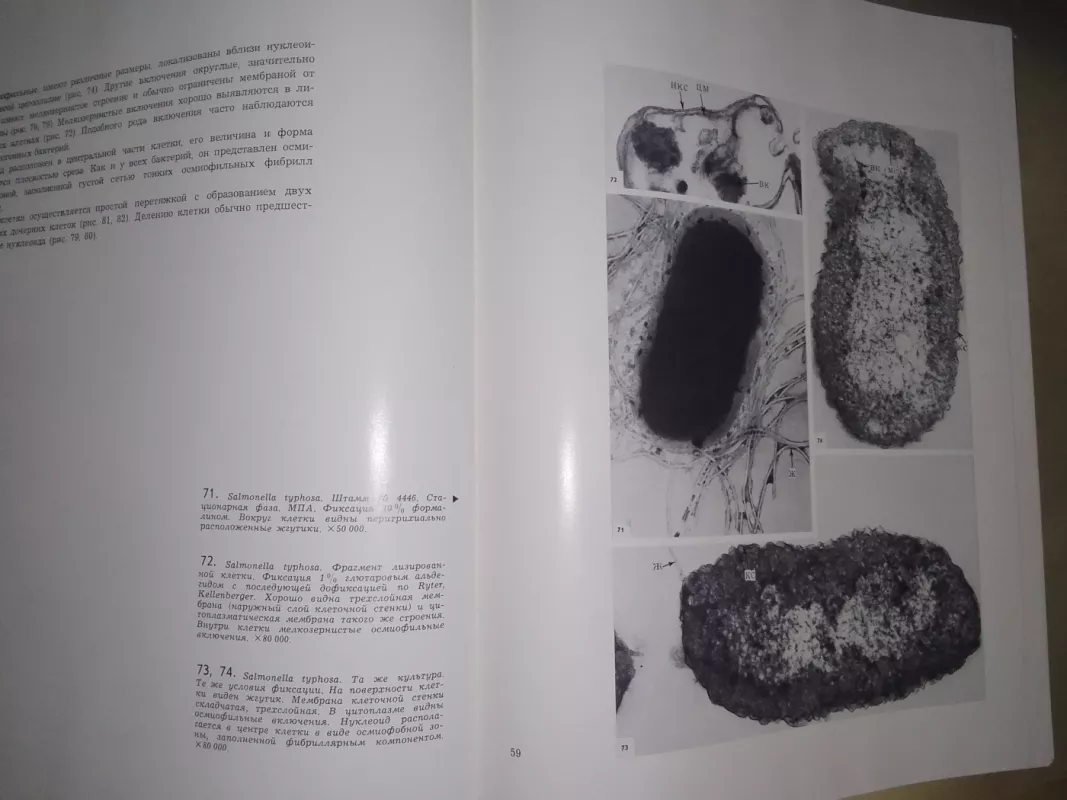 Атлас анатомии бактерий, патогенных для человека и животных - А.А. Авакян, knyga 4