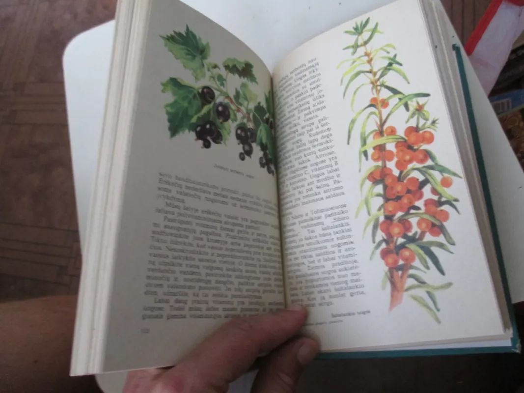 Nuostabus augalų pasaulis - G. Denisova, knyga 6