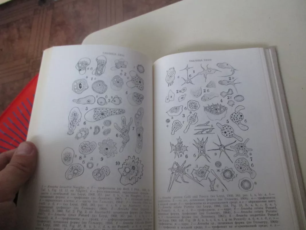 Определитель Protozoa почв Европейской части СССР - А.К. Лепинис, knyga 6