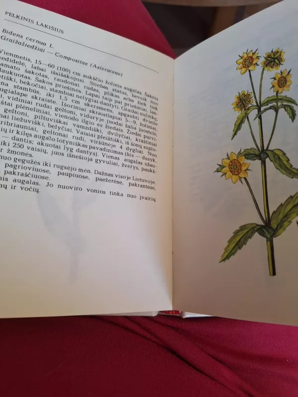 Rudenį žydintys augalai - R. Jankevičienė, knyga 5