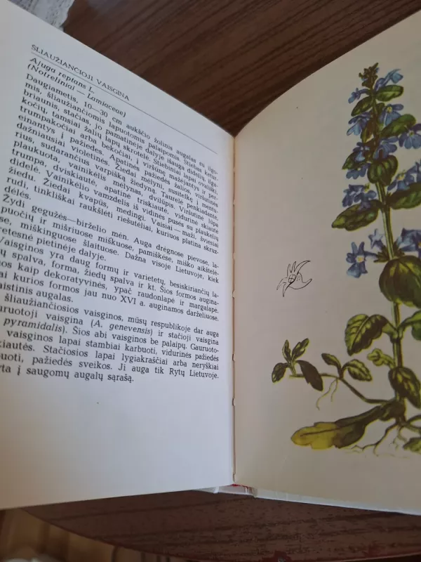 Pavasarį žydintys augalai - Živilė Lazdauskaitė, knyga 5