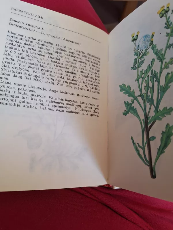 Rudenį žydintys augalai - R. Jankevičienė, knyga 6