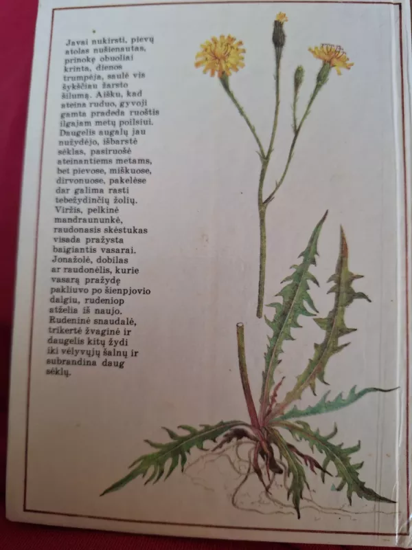 Rudenį žydintys augalai - R. Jankevičienė, knyga 3