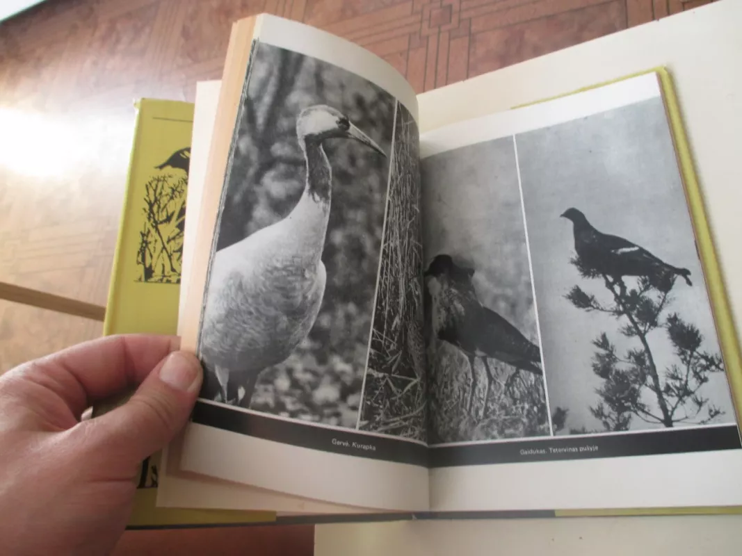 Gaudžia ragas - Gediminas Isokas, knyga 4