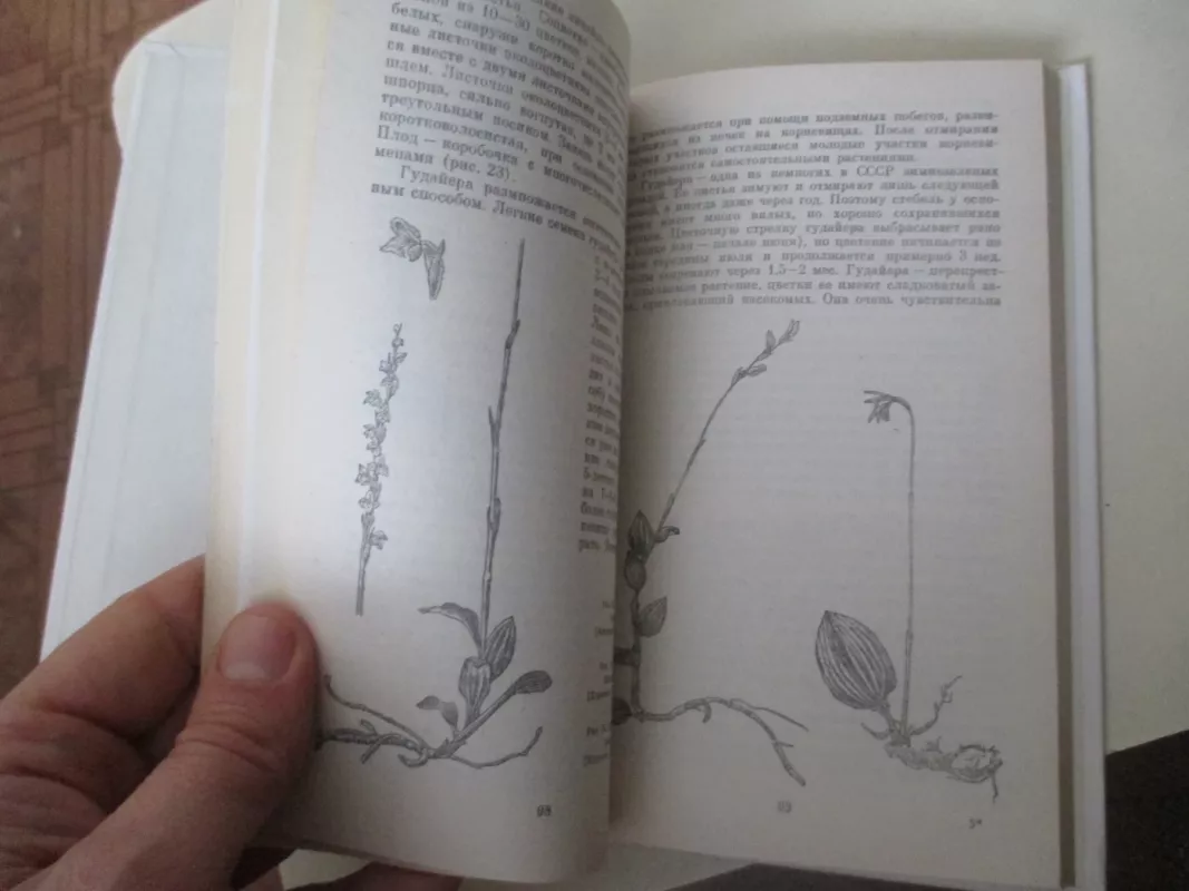 Орхидеи нашей страны - М.Г. Вахрамеева, knyga 5