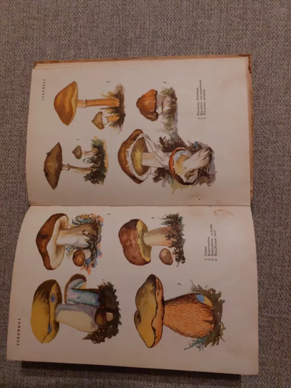 Съедобные и ядовитые грибы - Сержанина Галина Ивановна, knyga 5