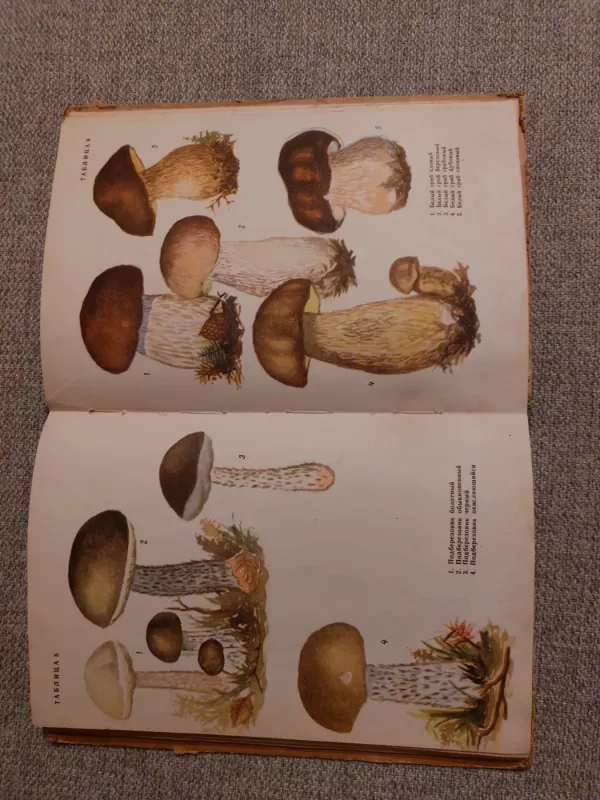 Съедобные и ядовитые грибы - Сержанина Галина Ивановна, knyga 3