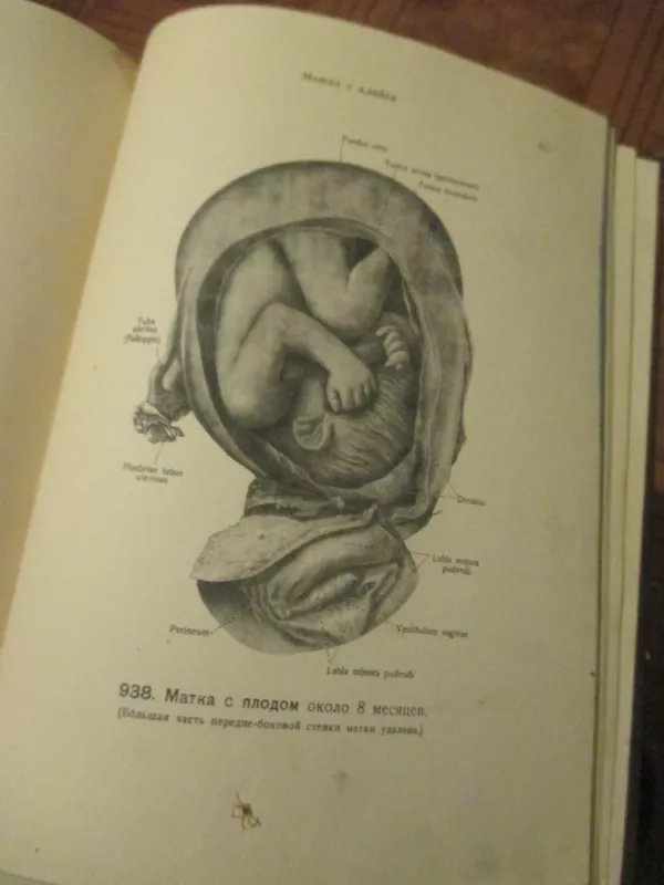 Žmogaus anatomijos atlasas III tomas - V. Vorobjovas, knyga 4