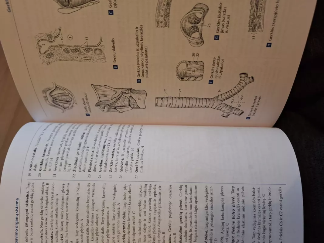 Kišeninis žmogaus anatomijos atlasas - Dauber Wolfgang, knyga 4
