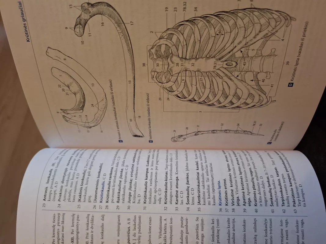 Kišeninis žmogaus anatomijos atlasas - Dauber Wolfgang, knyga 3