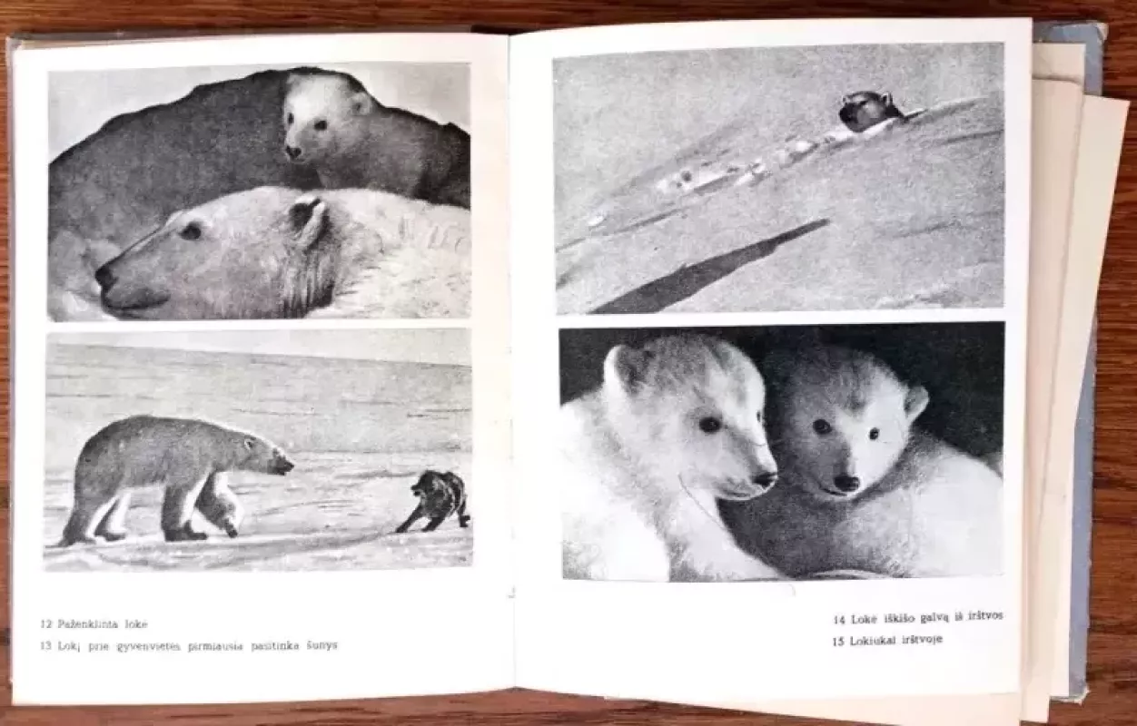 Baltojo lokio pasaulis - R. Peris, knyga 3