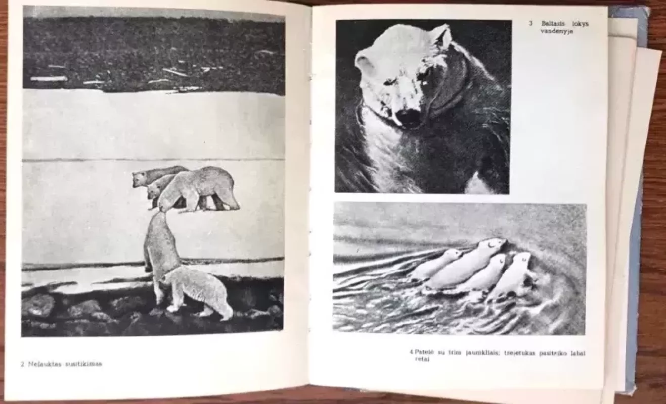 Baltojo lokio pasaulis - R. Peris, knyga 4