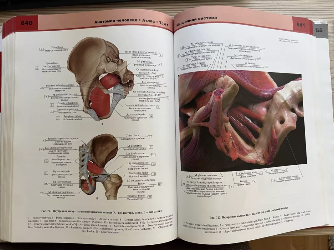 Žmogaus anatomijos atlasas - Autorių Kolektyvas, knyga 5