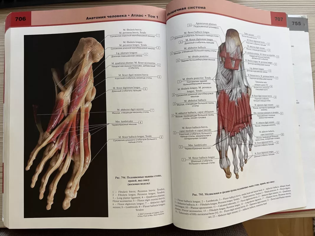 Žmogaus anatomijos atlasas - Autorių Kolektyvas, knyga 3